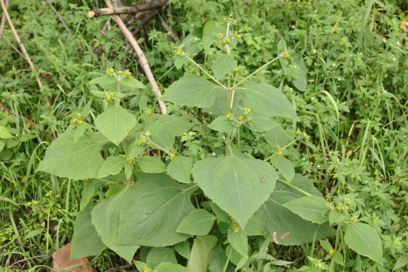 Изображение особи Sigesbeckia pubescens.
