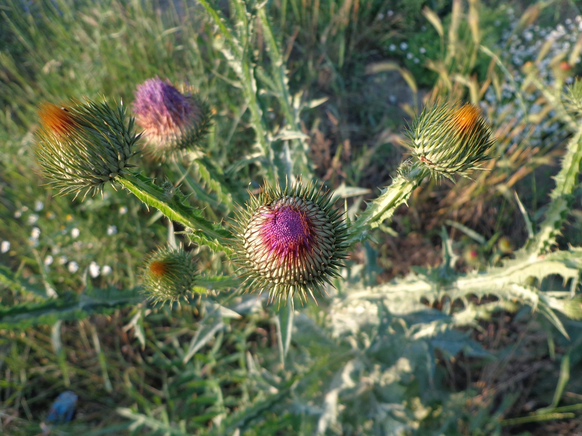 Image of Onopordum acanthium specimen.