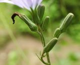 Lactuca tatarica