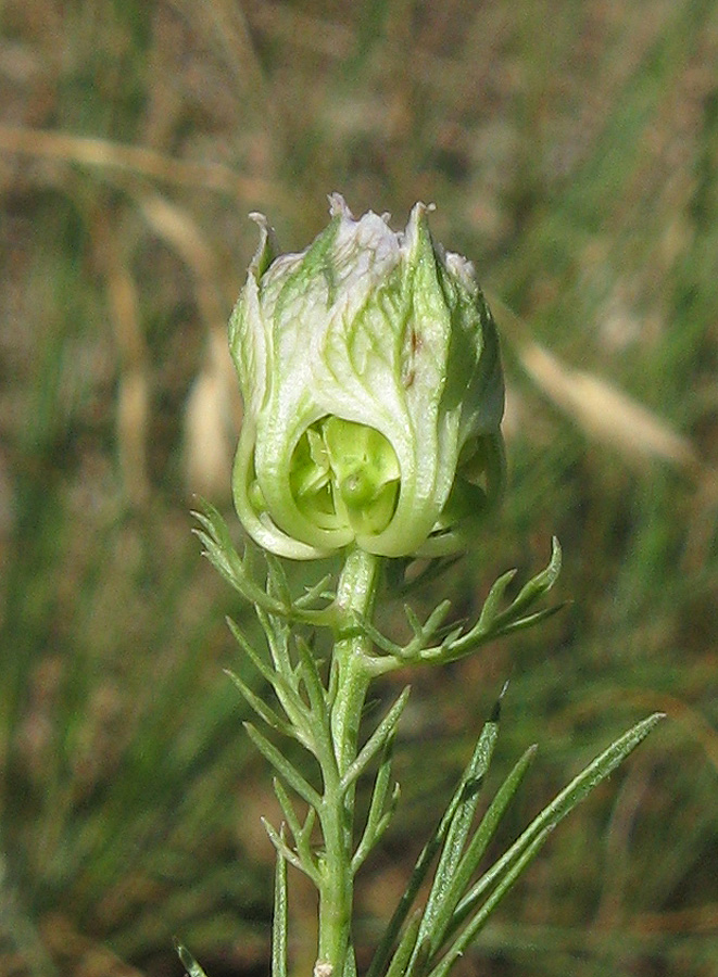 Изображение особи Nigella arvensis.