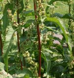 Rumex &times; heterophyllus