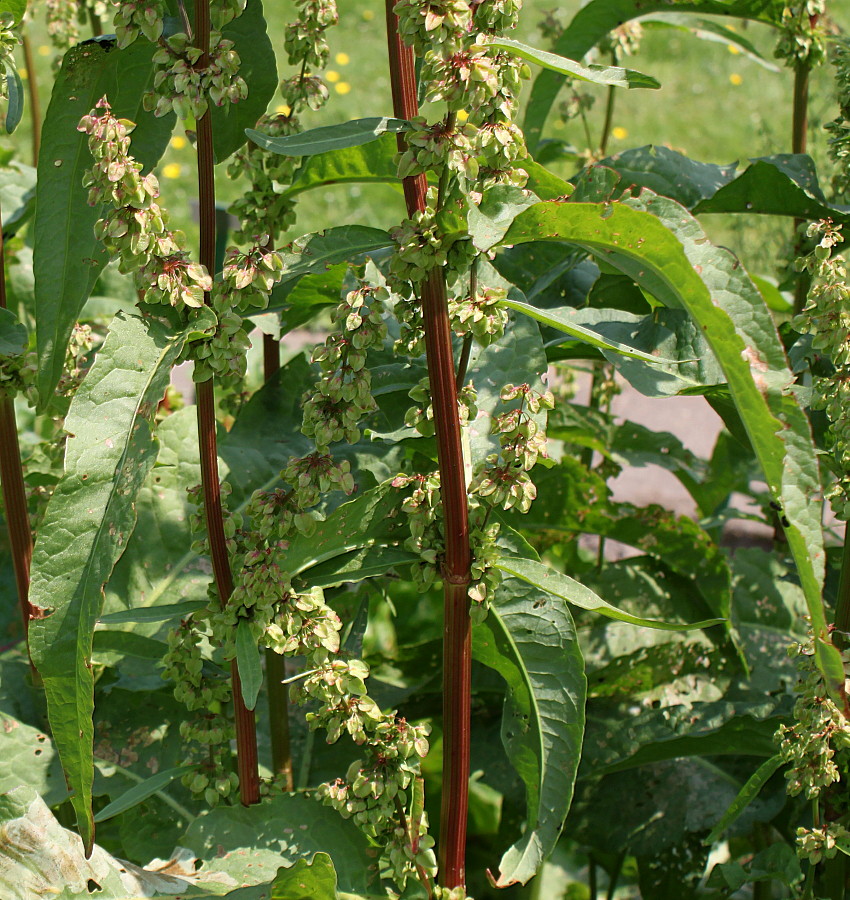 Изображение особи Rumex × heterophyllus.