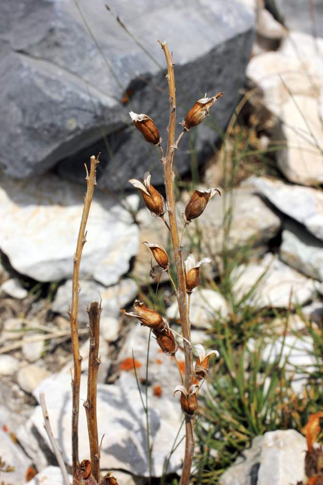 Image of Pedicularis talassica specimen.