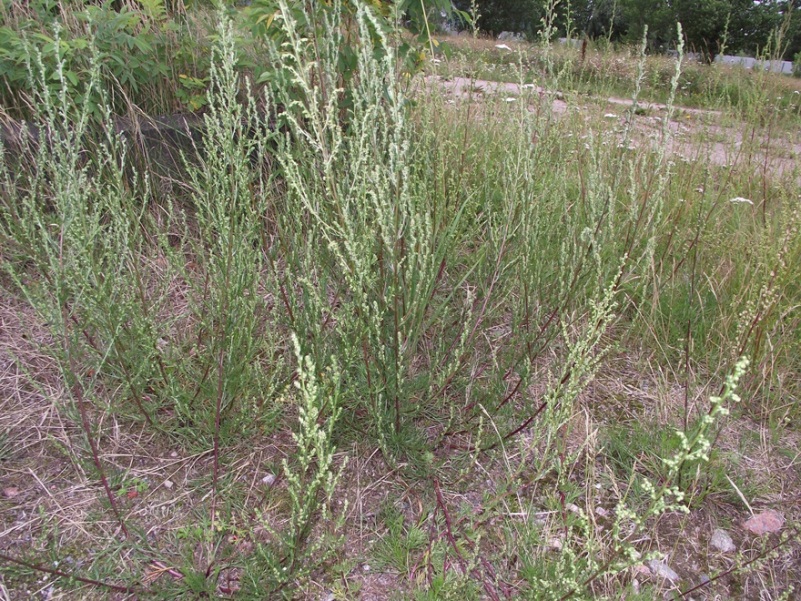 Image of Artemisia campestris specimen.