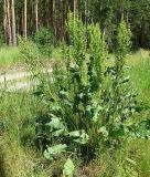 Rumex confertus