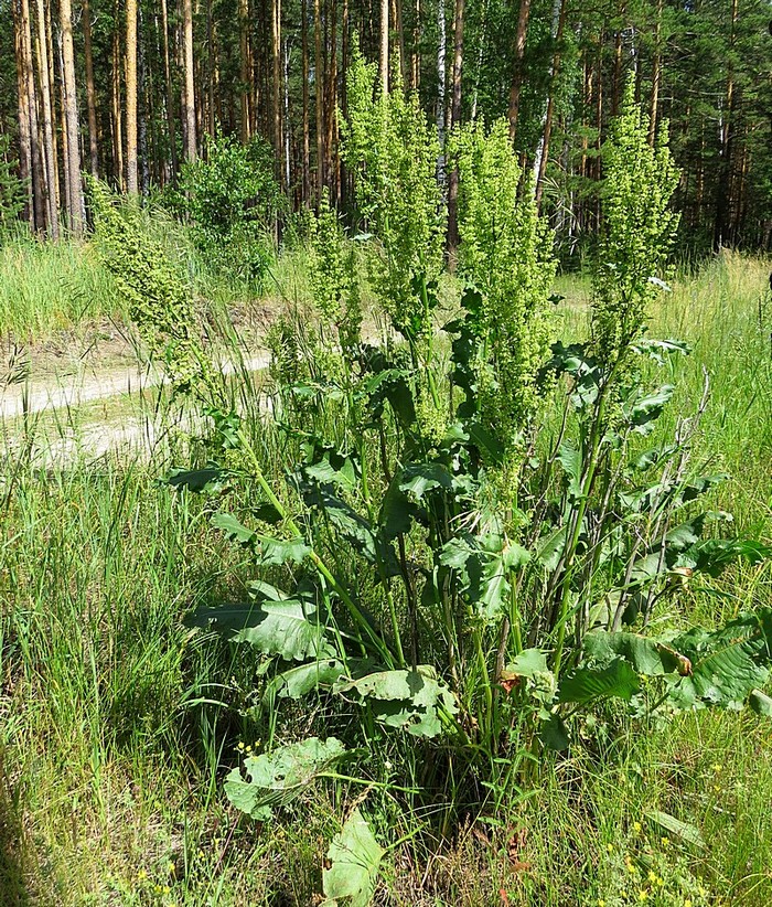 Изображение особи Rumex confertus.