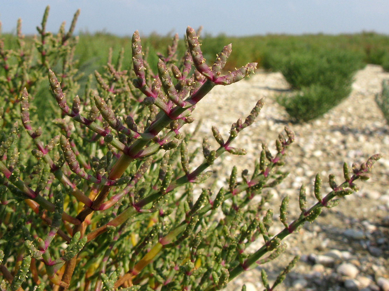 Изображение особи Salicornia perennans.