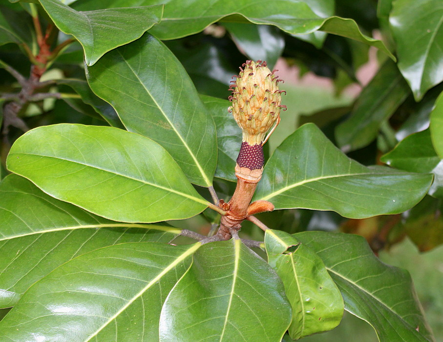 Image of Magnolia grandiflora specimen.