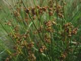 Juncus acutus