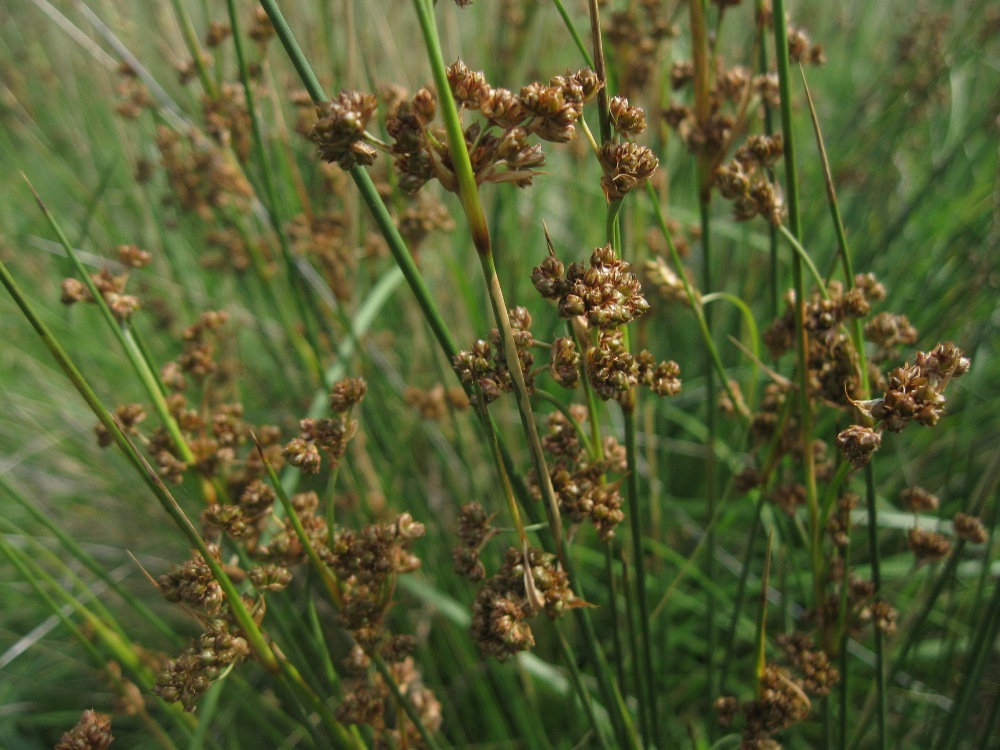 Image of Juncus acutus specimen.