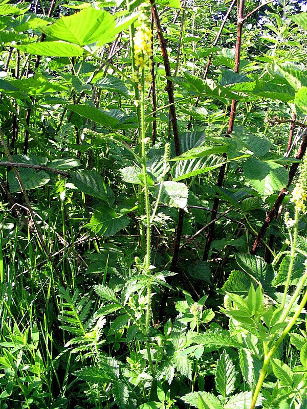 Изображение особи Agrimonia eupatoria.