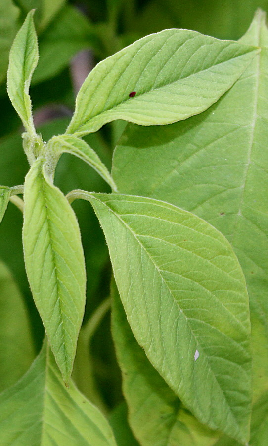 Image of genus Amaranthus specimen.