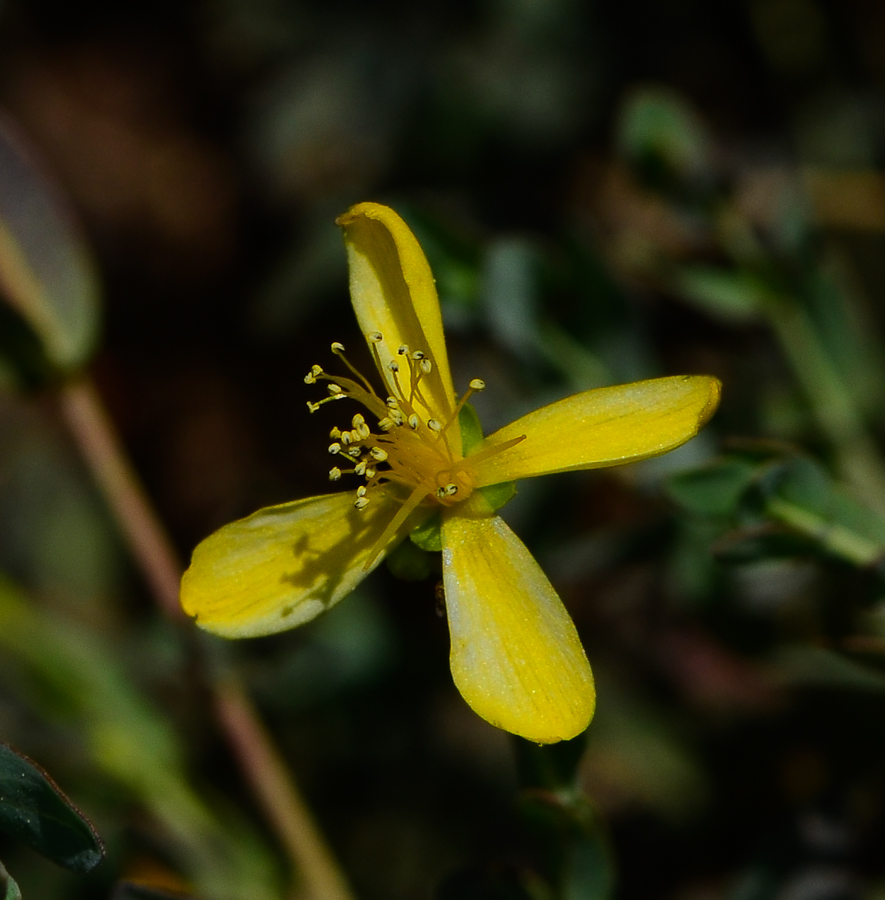 Image of Hypericum triquetrifolium specimen.