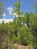 Populus suaveolens