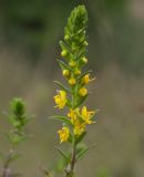 Orthanthella lutea