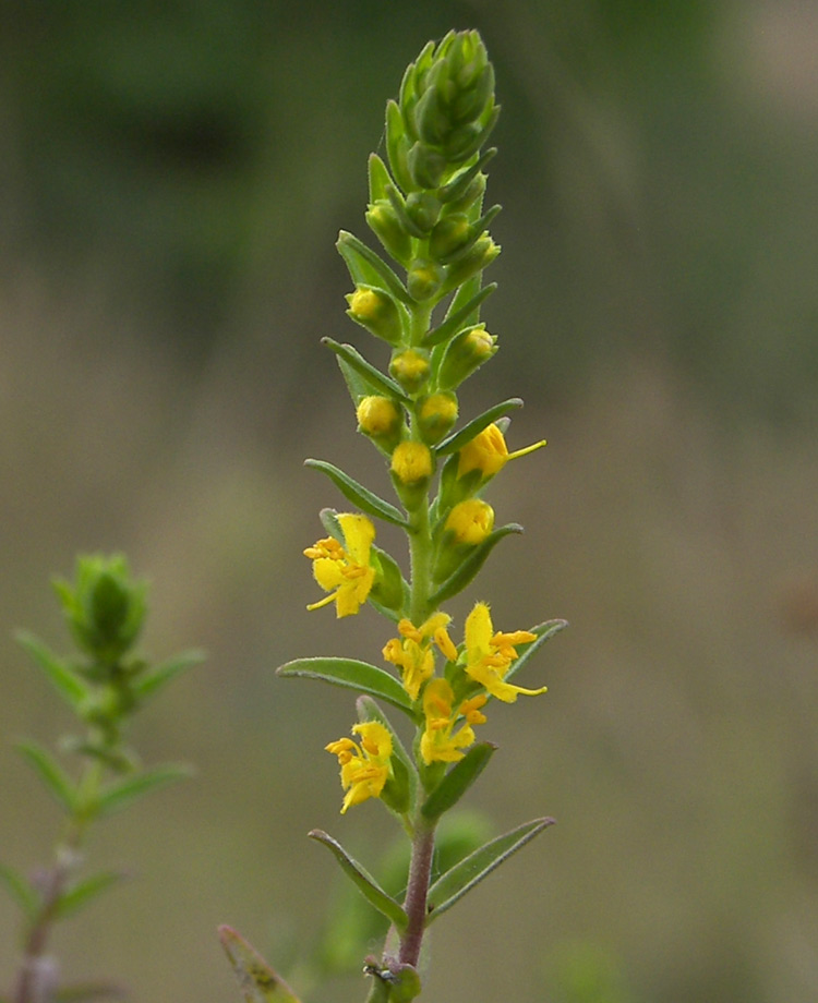 Image of Orthanthella lutea specimen.
