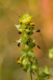 genus Rhinanthus