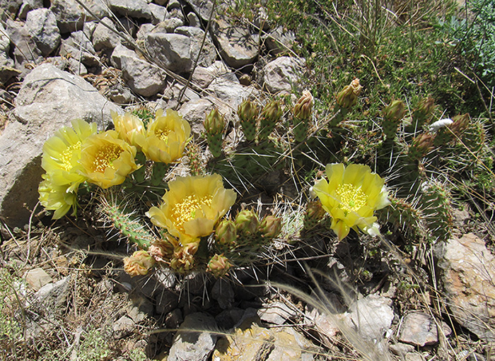 Image of Opuntia phaeacantha var. camanchica specimen.