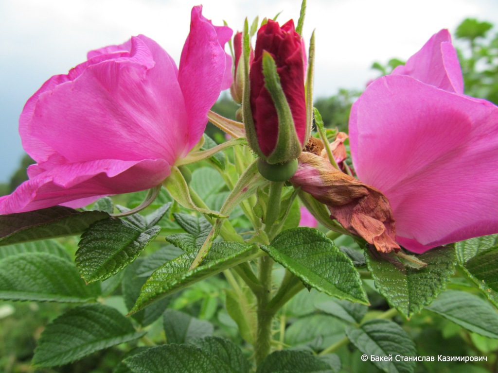 Image of Rosa rugosa specimen.