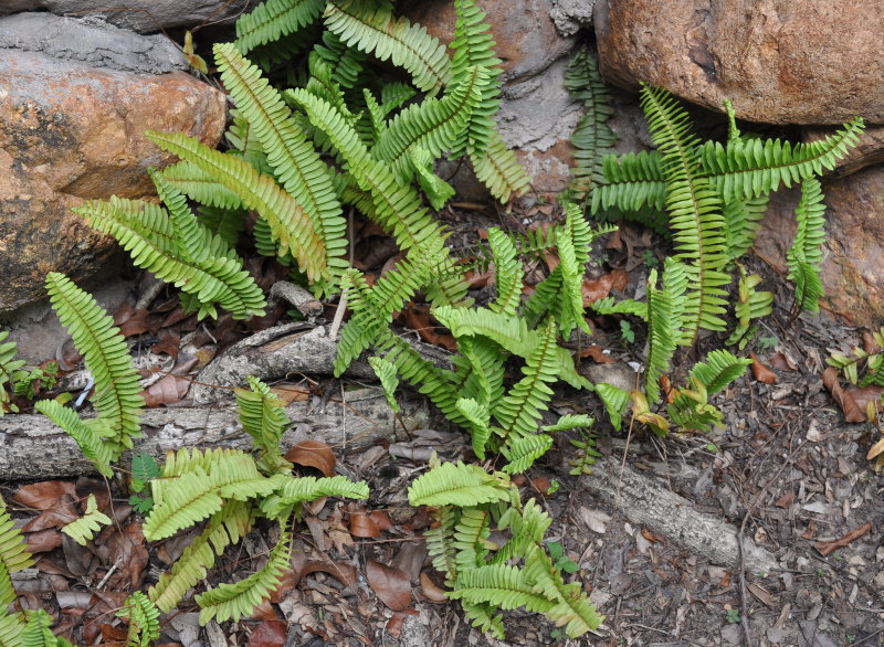 Изображение особи Nephrolepis cordifolia.