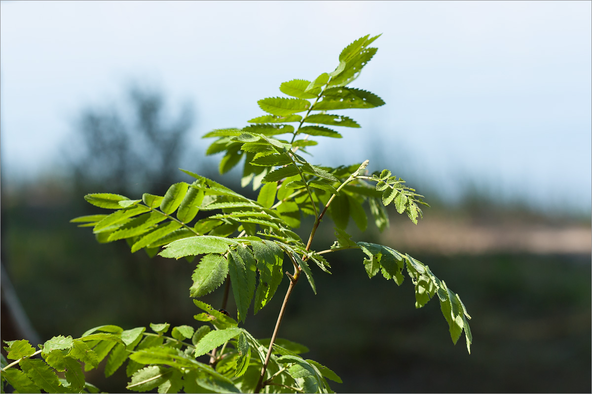 Изображение особи Sorbus aucuparia.