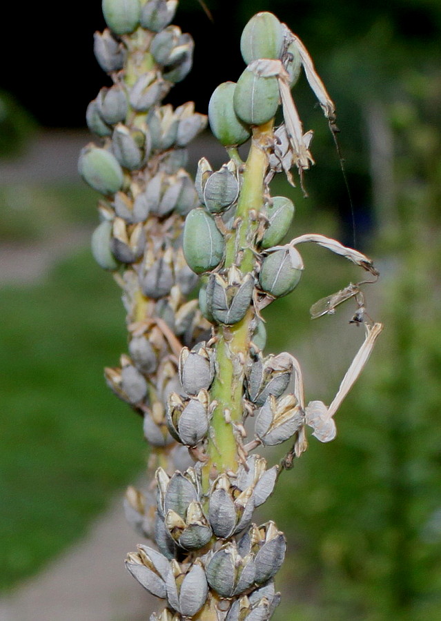 Изображение особи Kniphofia gracilis.