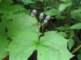 Diphylleia grayi