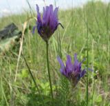 Astragalus onobrychis. Соцветия. Белгородская обл., Губкинский р-н, запов. \"Белогорье\", \"Ямская степь\". 14 июня 2009 г.