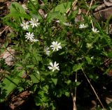 Stellaria zolotuchinii