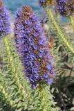 Echium candicans. Соцветие. США, Калифорния, Монтерей, на побережье океана. 17.02.2014.