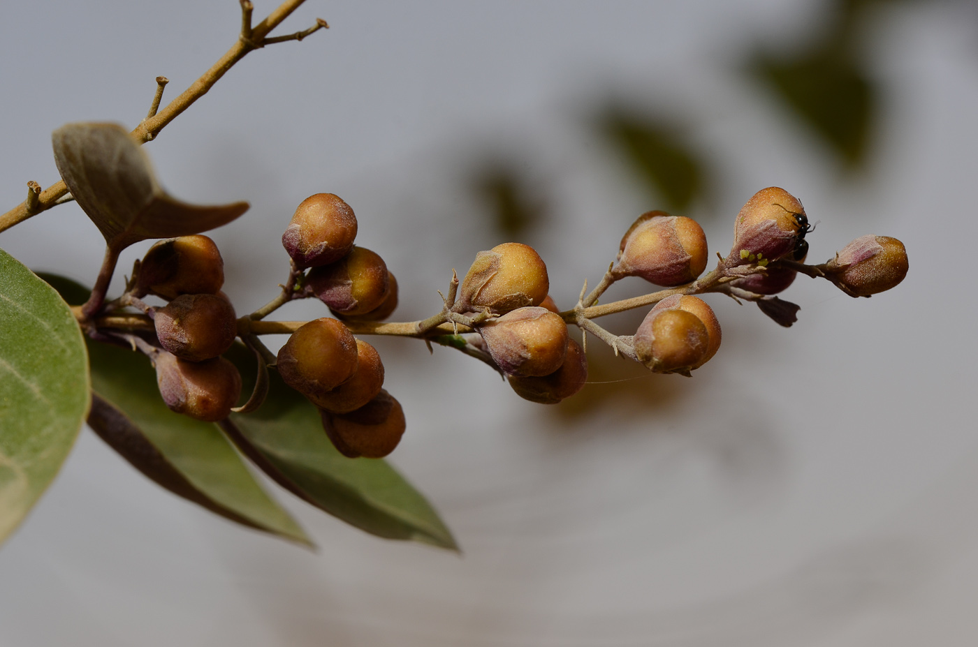 Изображение особи Vitex trifolia var. purpurea.