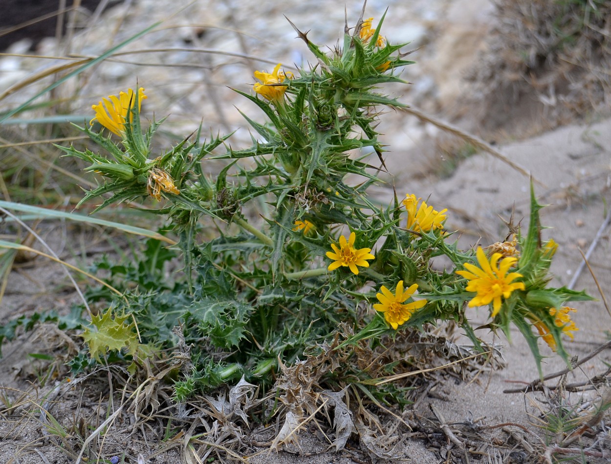 Изображение особи Scolymus hispanicus.