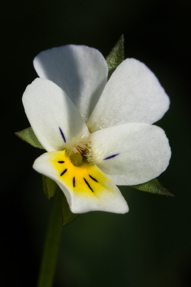 Изображение особи Viola arvensis.