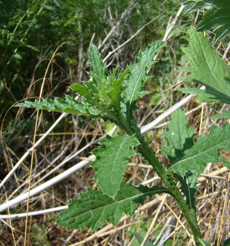 Изображение особи Carduus crispus.