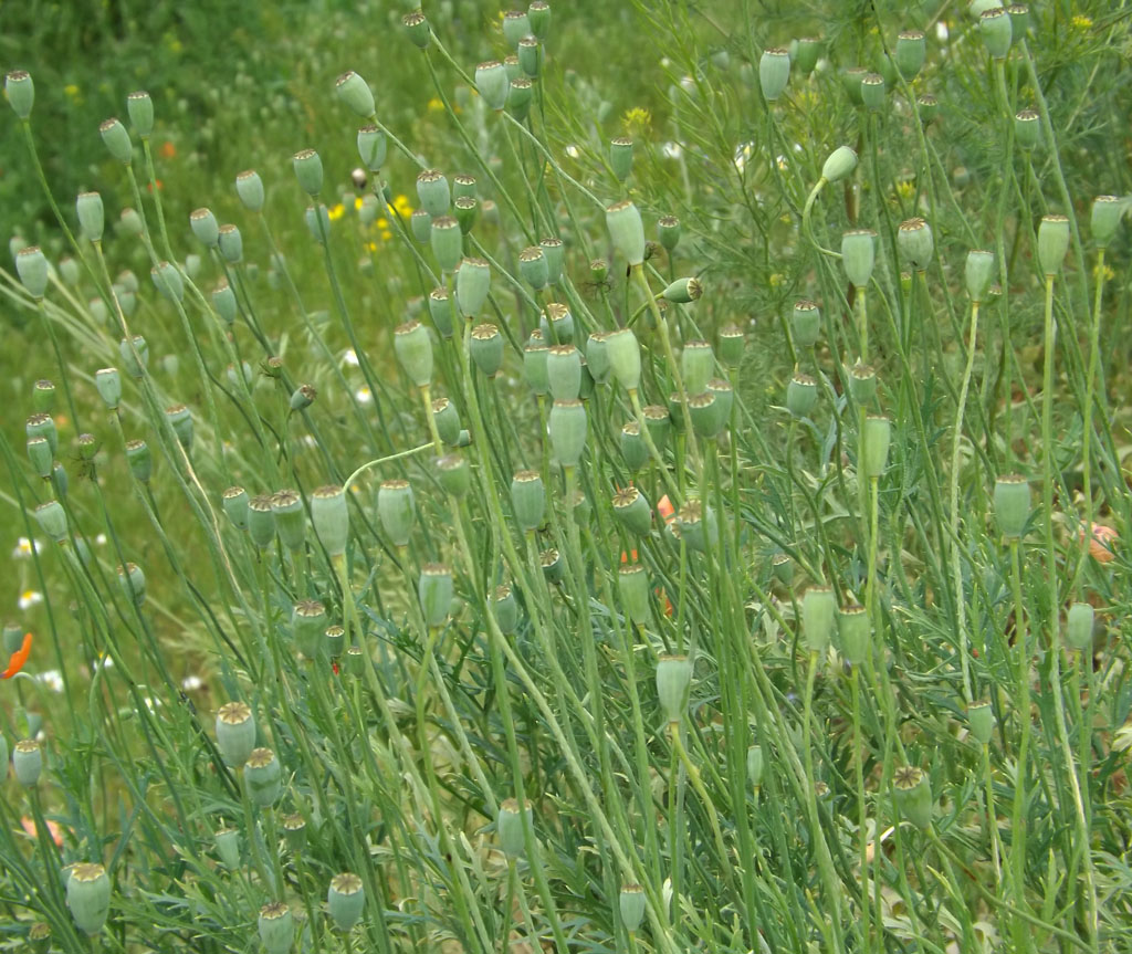 Image of Papaver stevenianum specimen.