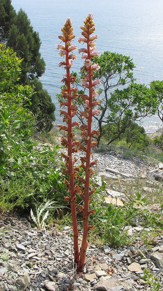 Image of Orobanche laxissima specimen.