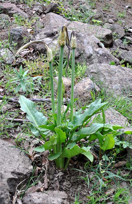 Изображение особи Arum rupicola.