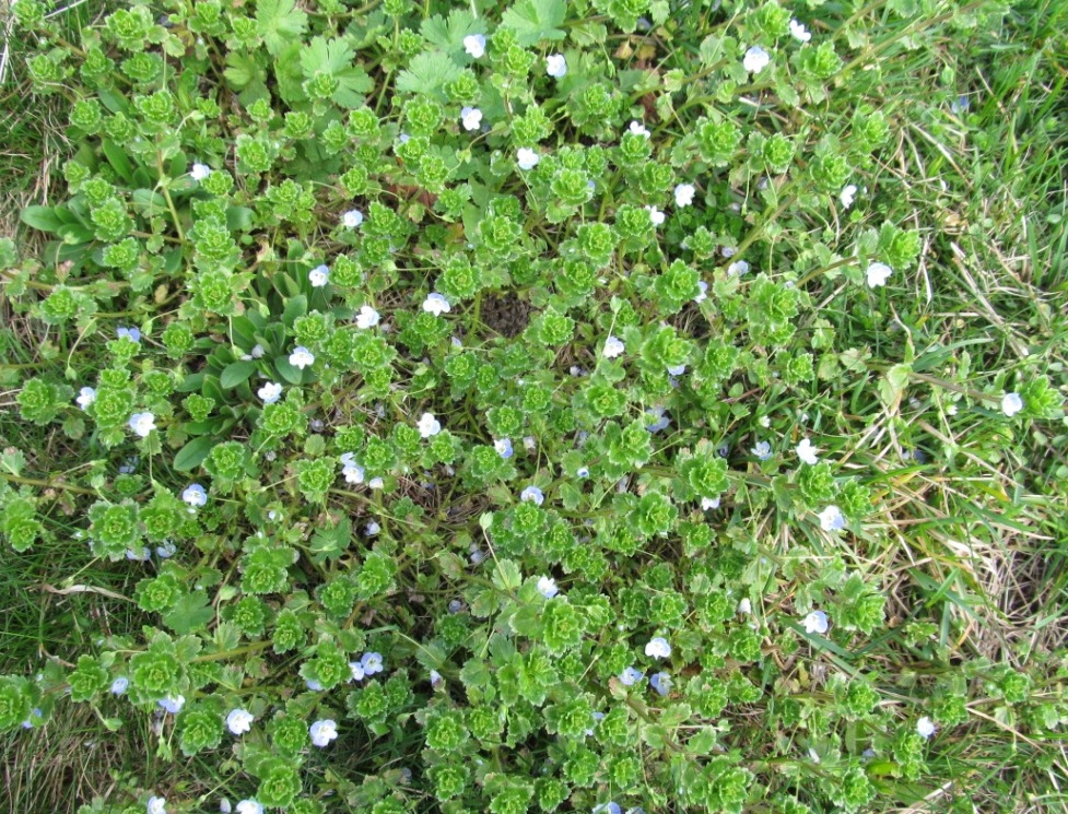 Image of Veronica persica specimen.