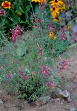 Agastache rupestris