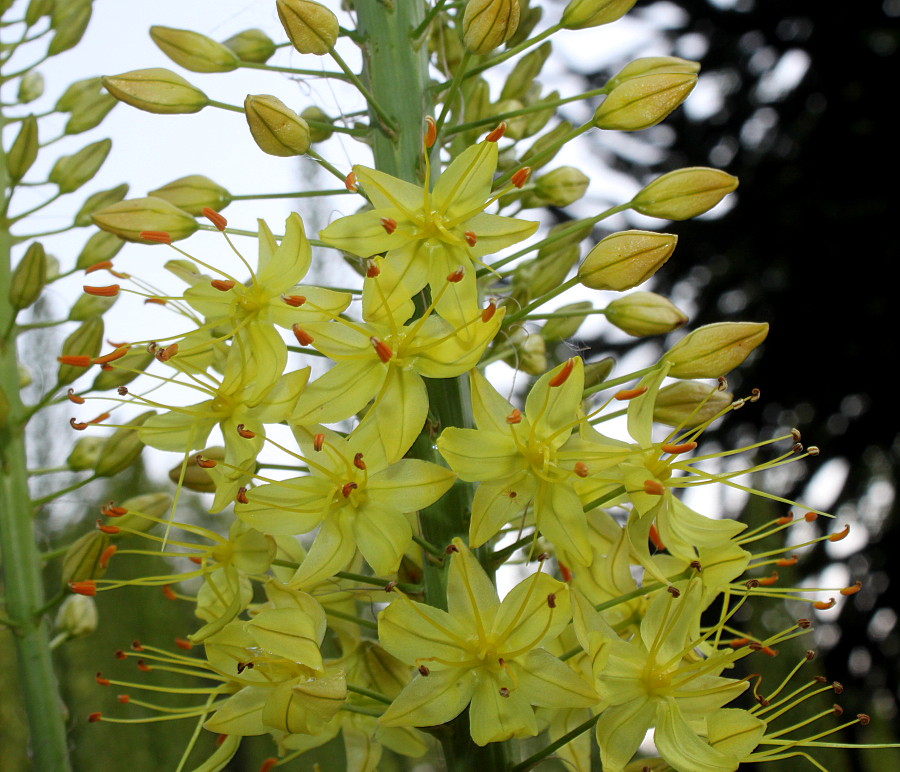 Image of Eremurus stenophyllus specimen.