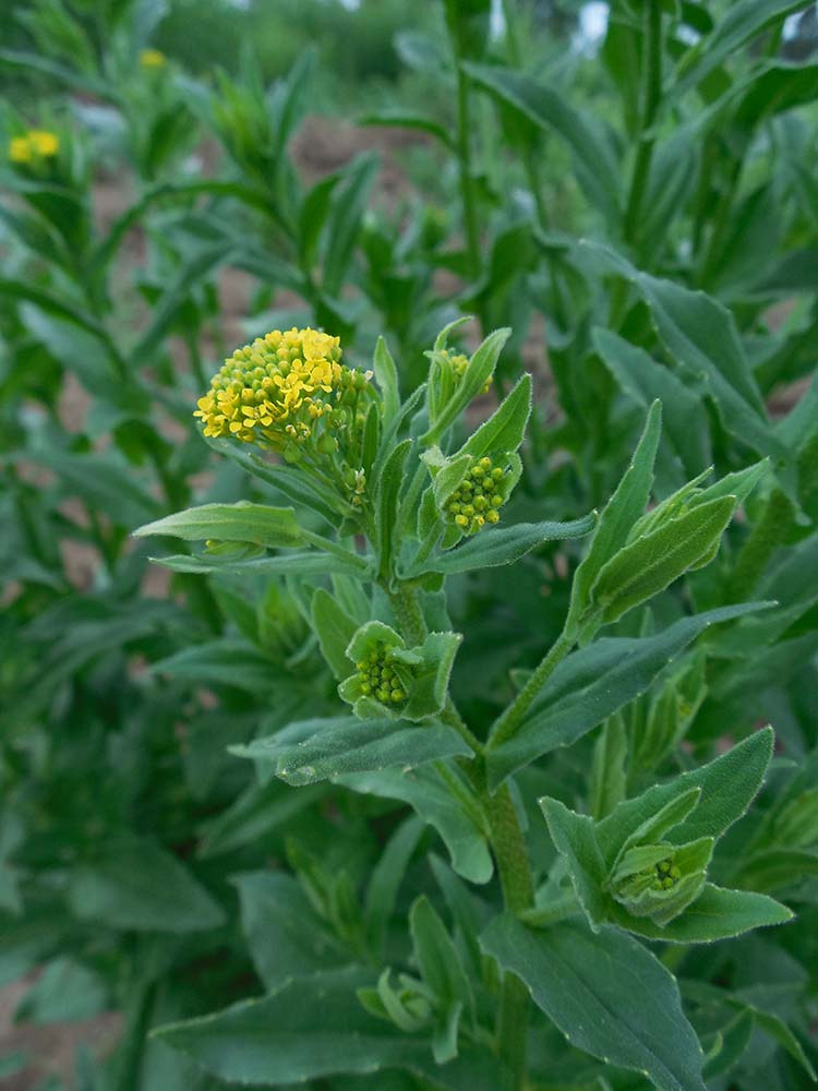 Изображение особи Neslia paniculata.