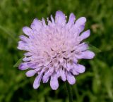 Knautia arvensis. Соцветие. Германия, г. Дюссельдорф, Ботанический сад университета. 02.06.2014.