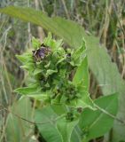 Inula helenium