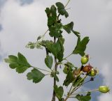 Crataegus rhipidophylla. Плодоносящая ветвь. Германия, г. Дюссельдорф, Ботанический сад университета. 02.06.2014.
