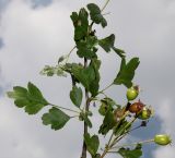 Crataegus rhipidophylla