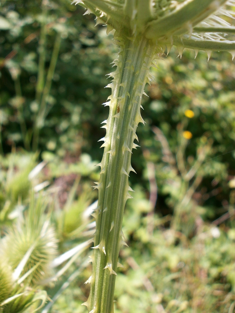 Изображение особи Dipsacus laciniatus.