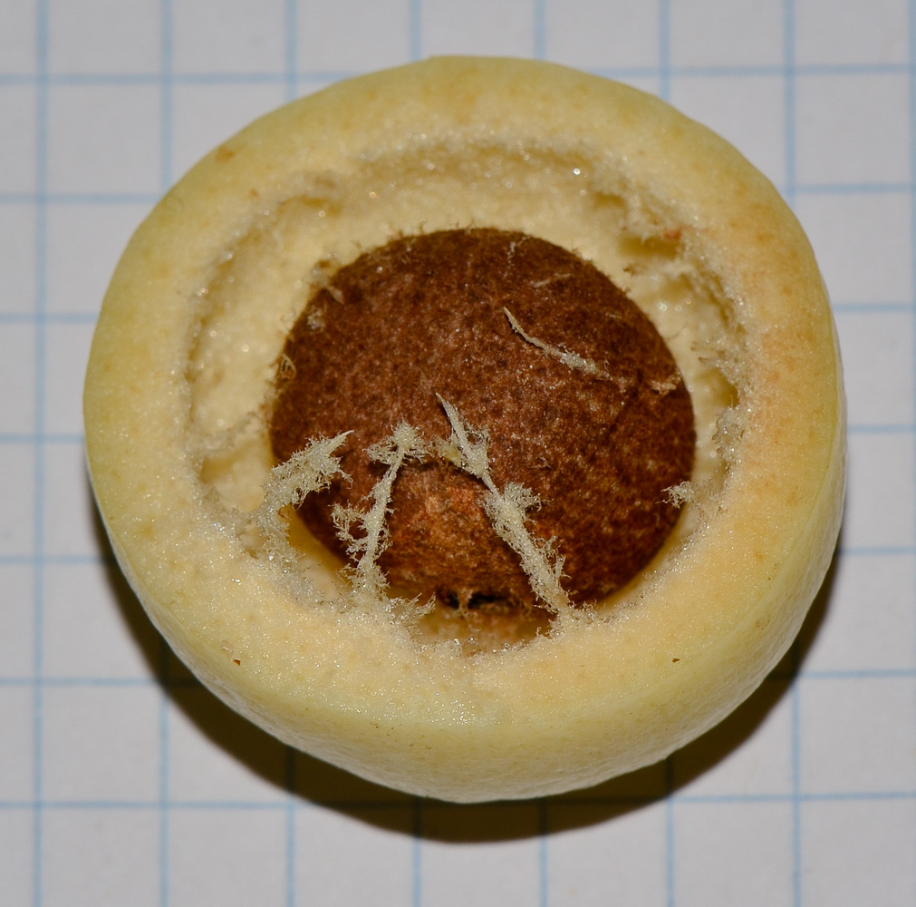 Image of Syzygium jambos specimen.