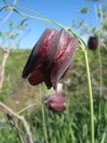 Fritillaria ruthenica. Верхушка побега с цветком. Западный Казахстан (азиатская сторона), окр. оз. Шалкар. 8 мая 2014 г.