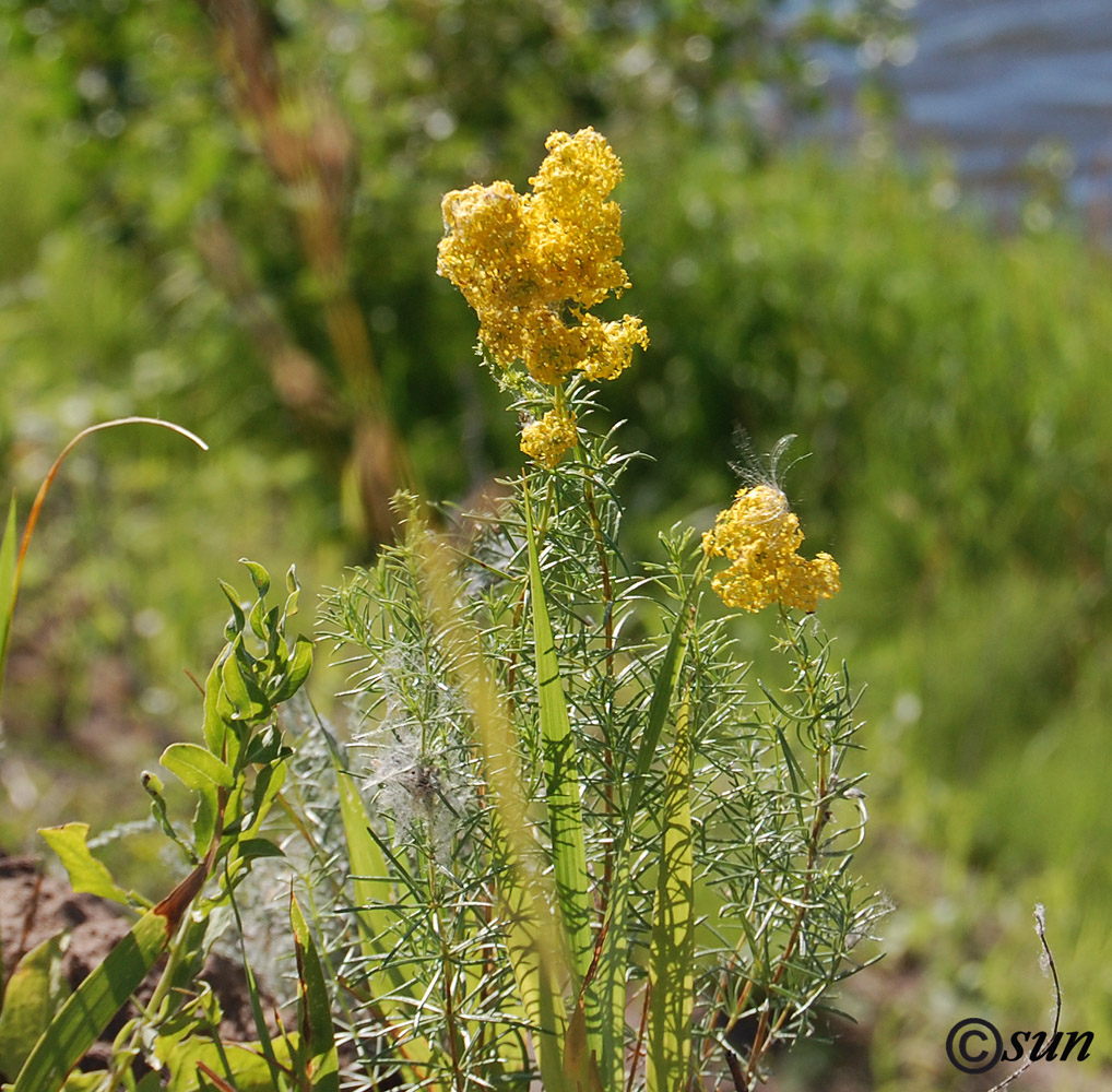 Изображение особи Galium borysthenicum.