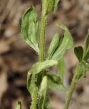 genus Phalacroloma